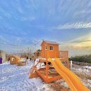 비행기나무 이미지