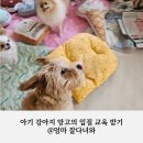 개동유치원 | 강아지 입질 교육 : 서울애견행동교정 '엄마 잘다녀와'에서 아기 강아지 망고의 입질 교육 받기