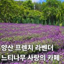 양산우체국 | 부산에서 뚜벅이 양산 느티나무의 사랑 카페 가는법 라벤더 축제 사전 예약 미리보는 현장 후기