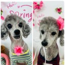 콩몽이네 이미지