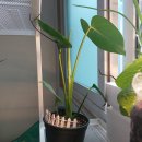 산야초가든 | [식물] 몬스테라 키우기(오늘의 가든 상품 후기)