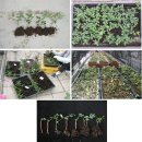 Re:화분에서 블루베리 키우기 이미지