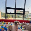 댕스파크 이미지