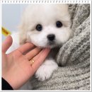 꼬동이네 | 김포강아지무료분양 꼬숑 꼬동드툴레아 비숑 믹스견 퍼피플라워 하남점 후기