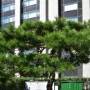 현대원서공원 Daum카페