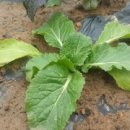 현아네 농장 이미지