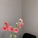 남사-11 | 용인 남사화훼단지 남사화훼집하장 봄맞이 거베라 생화 (절화) 봄꽃 • 식물 쇼핑