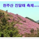 천주산 진달래 축제 이미지