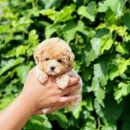 함께 있어줄개 이미지