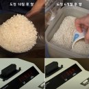 쌀 벌레, 곰팡이 쌀이 위험한 이유 및 쌀통 고르는 방법