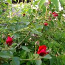 까페오월 이미지