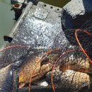 어의곡낚시터 이미지