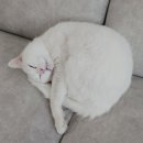 대박통범어점 이미지