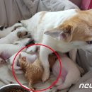 고양이에개