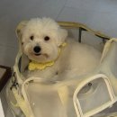 매일행복하개 이미지