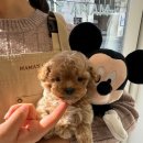 광주강아지분양 마마스미독 24시 광주봉선점 이미지