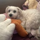 또와찜닭 | 2025.12.01~07일상/광안리트리/마루팝업/주토피아2