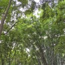 수풍숲 | 중국 청두 두보초당 / 톈푸 트윈타워 및 대나무 분수 야경