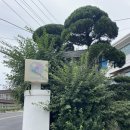 종로-신영-종로-영-379 | [종로/부암] 자하손만두 - 조미료 없이 재료 본연의 맛을 살린 30년 전통 만두집 솔직후기 (내돈내산)