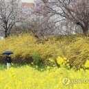 벚꽃사이로 이미지
