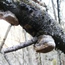 춘천시신북읍지내보건진료소 | 춘천 경매3계 2024 타경 1299 [임야]