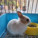 우진펫 이미지