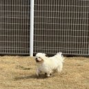 워킹앤워킹 애견유치원&애견호텔 이미지