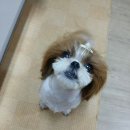 고기맘마
