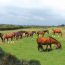 대우목장 이미지