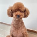 바나나 반려견 미용실 이미지