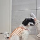 라엘동물병원 이미지