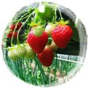 상명농장 이미지