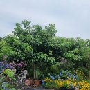 꽃담정원 이미지