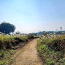 비내섬스케치 이미지