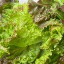 금수농장 이미지