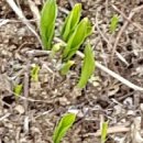 밭두렁농원 이미지