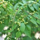 느릅나무" (Elm)꽃말은 '신뢰' 장미목 느릅나무과의 식물입니다 이미지