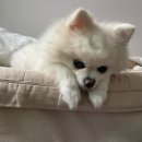 경천 목장 | 이것은 휴식인데 휴식이 아니여