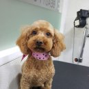 마곡나무 동물병원 이미지