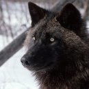 노블도그 이미지