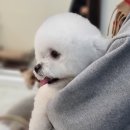 도블리펫 이미지