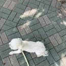 댕댕이펫살롱 이미지