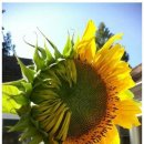 사랑으로 이미지