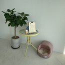 이로운 펫살롱 이미지