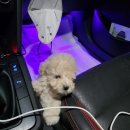 러브미독 이미지