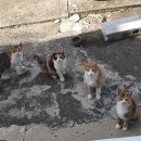 여수 쑥 우유 후기 ※푸르밀 롯데꺼래 ㅠㅠ 나는 우유 바꿀게※ 이미지