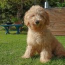 동물미용업 영업등록신청 이미지