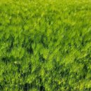 윤용하 농장 이미지