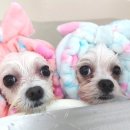 멍헤어 애견미용실 이미지