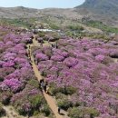 황매산 철쭉제 이미지